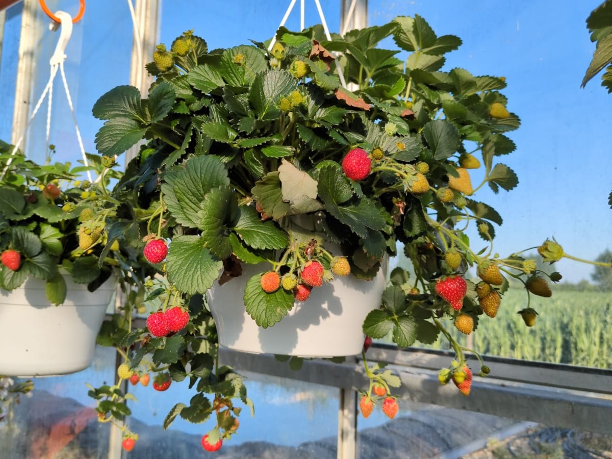 Suspensions de fraisiers chargés de fraises dans les Serres du Chapitre