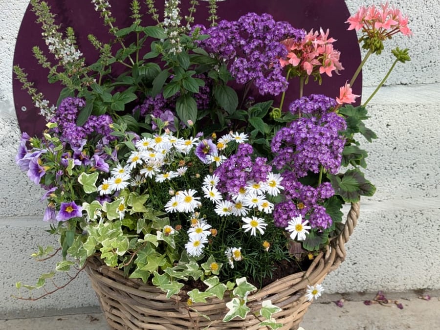 Composition florale en panier d’osier : héliotropes, pâquerettes blanches, géraniums roses, calibrachoas et lierre, aux Serres du Chapitre