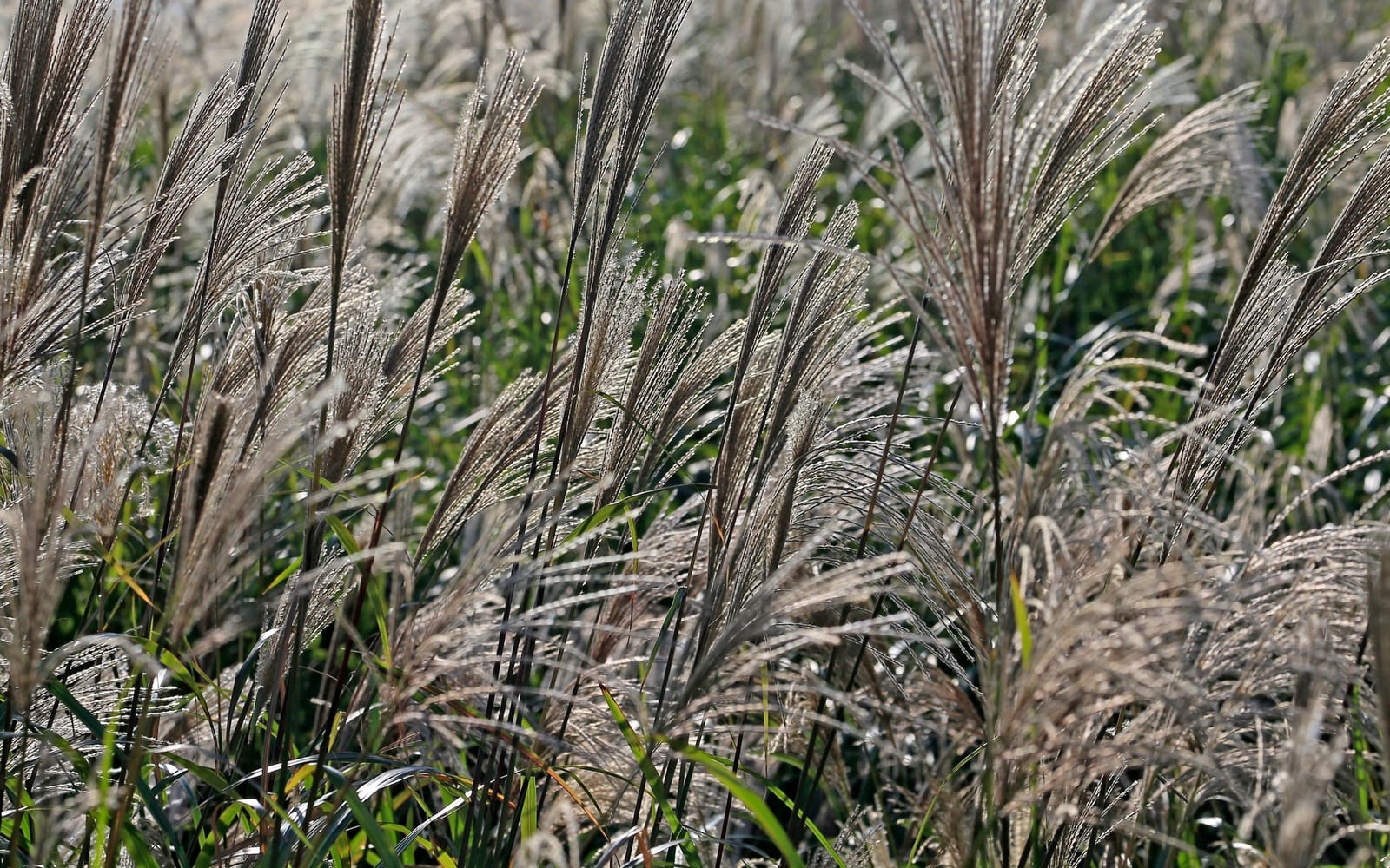 Graminées ornementales ondulant sous le vent dans un massif