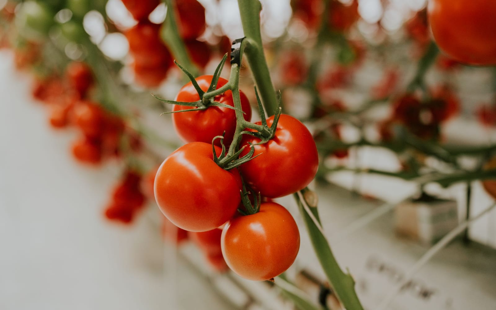 Grappes de tomates rouges mûres sur leurs plants, sous serre
