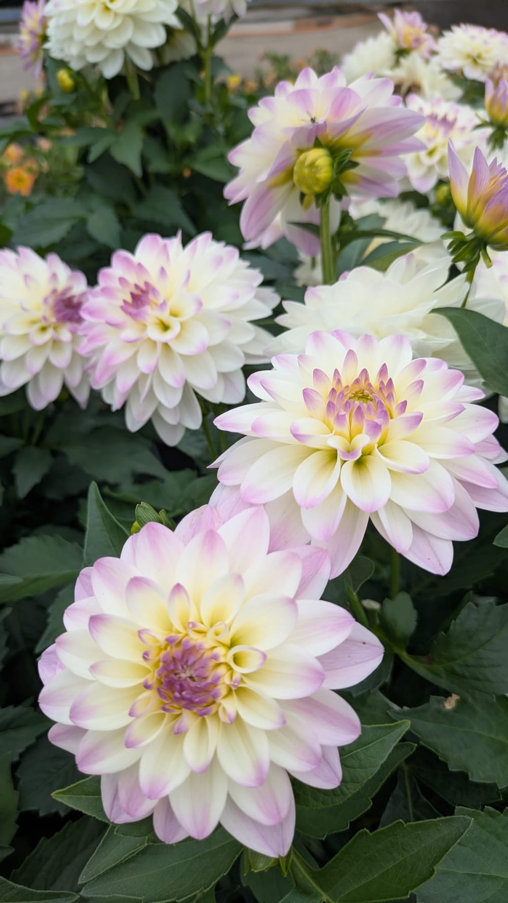 Dahlias blanc crème bordés de mauve, prêts à composer