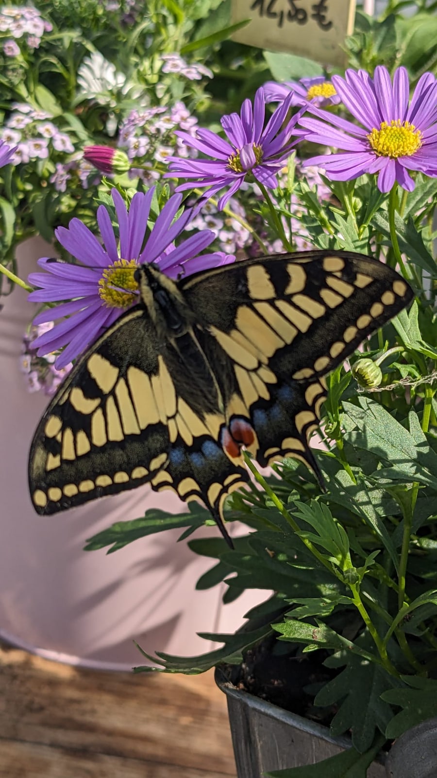 Papillon machaon posé sur les brachycomes mauves d’une composition