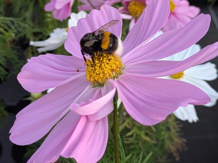 Bourdon butinant un cosmos rose, entouré de cosmos roses et blancs aux Serres du Chapitre