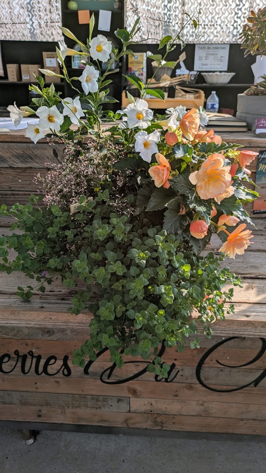 Coupe composée de bégonias abricot, dipladenias blancs et feuillages retombants