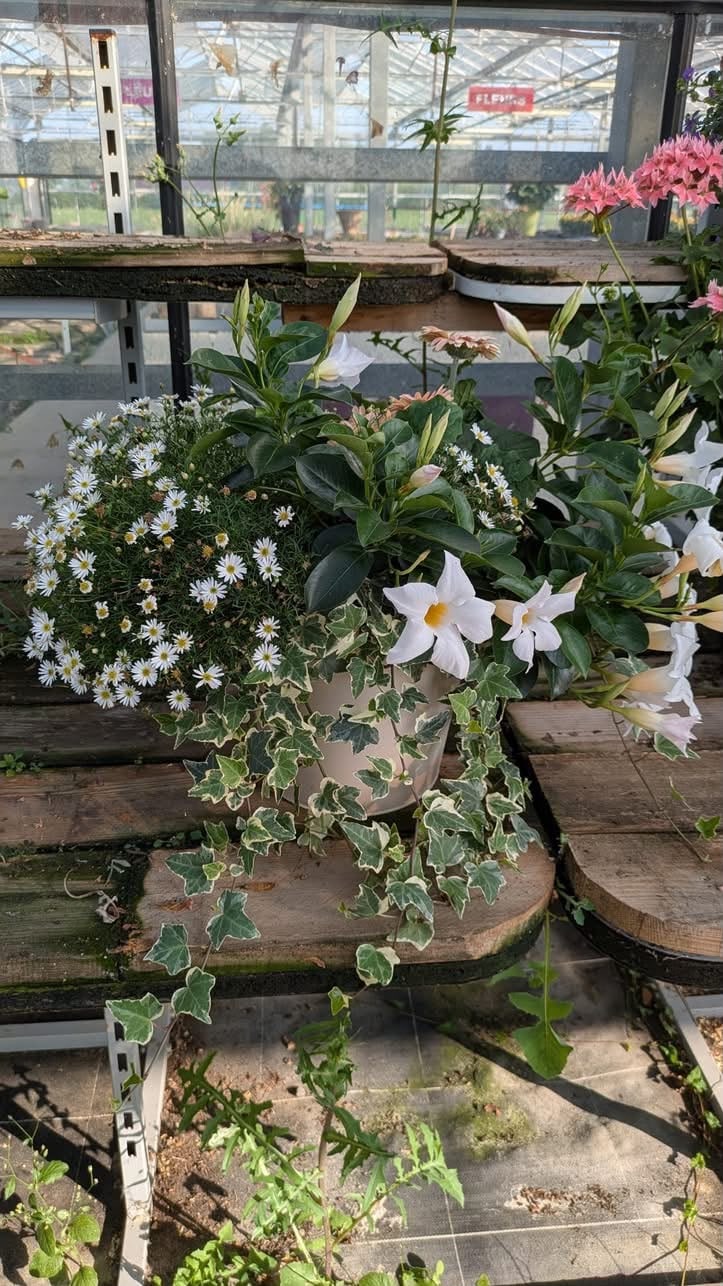 Pot composé de dipladenia blanc, marguerites et lierre panaché