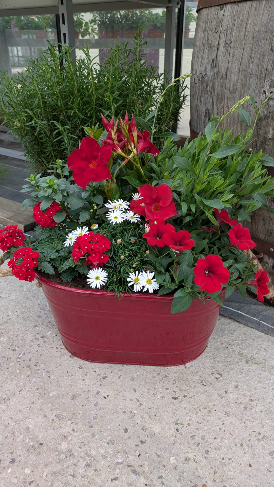 Bac rouge composé de géraniums rouges et de marguerites blanches