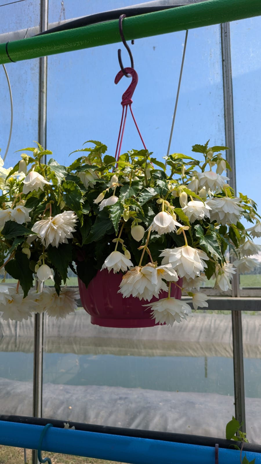 Suspension de bégonias retombants blancs sous la serre
