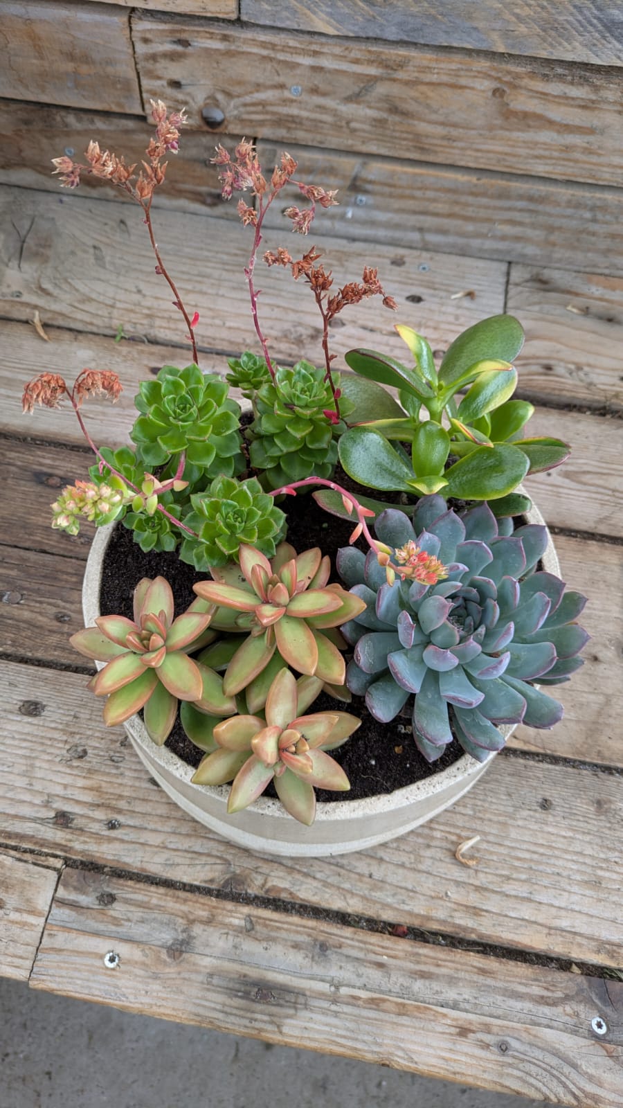 Coupe de plantes grasses : échevérias, sédums et joubarbes