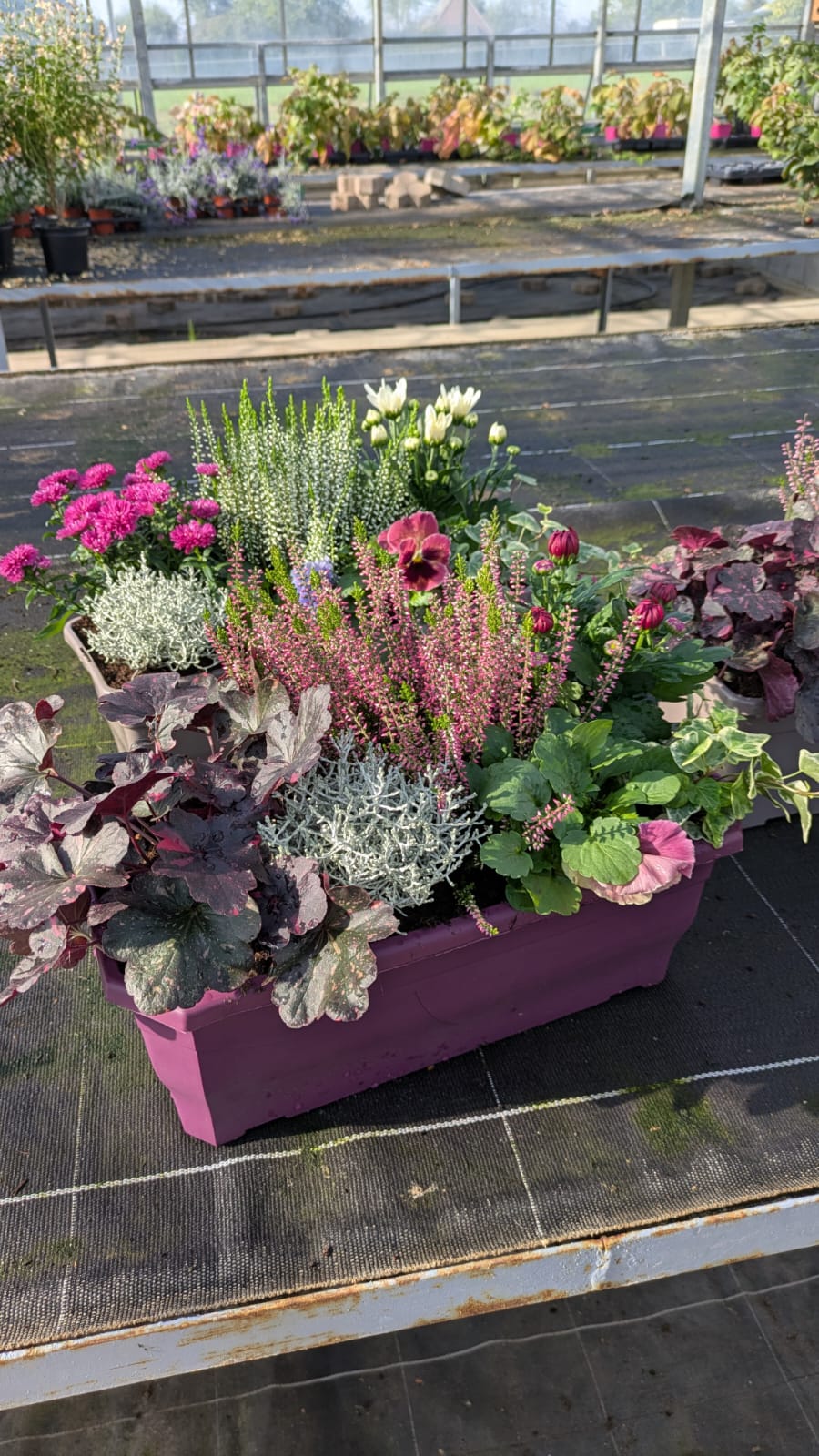 Jardinière d’automne : bruyères, chrysanthèmes, heuchères et feuillages argentés