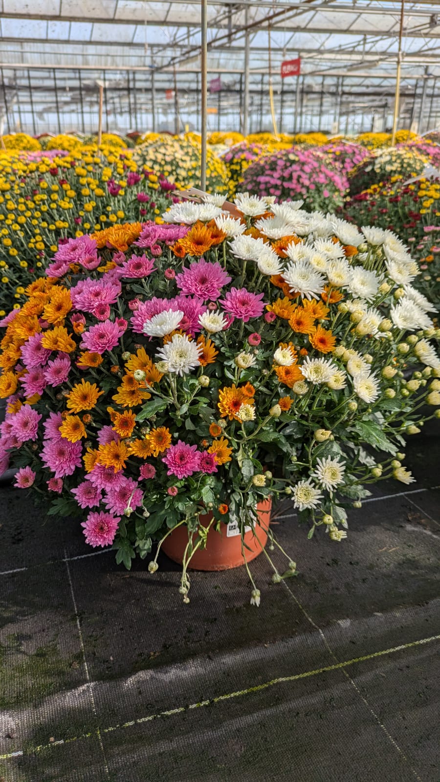 Potée de chrysanthèmes multicolores : orange, rose et blanc